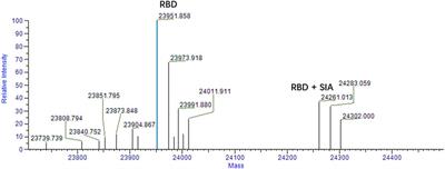 Identification of Potential Binding Sites of Sialic Acids on the RBD Domain of SARS-CoV-2 Spike Protein